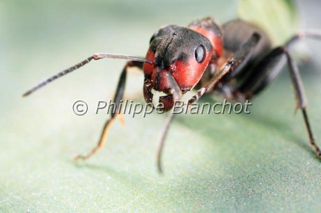 formica rufa 3.JPG - Fourmi rousse (portrait)Formica rufaEuropean Red Wood AntHymenoptera, FormicidaeFrance